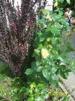 100_1774.webp