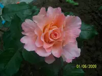 100_1776.webp
