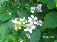 100_1771.webp