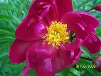 100_1779.webp