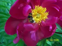 100_1780.webp