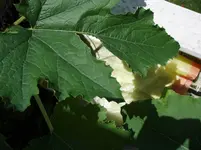 P1010071.webp
