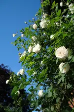 DSC04668.webp