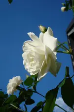 DSC04608.webp