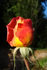 DSC04631.webp