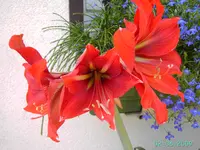 PICT2476.webp