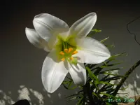 PICT2426.webp