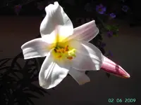 PICT2475.webp