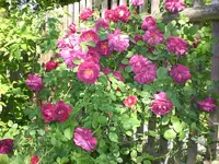 Garten Juni1 001.webp