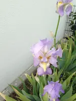 055.webp