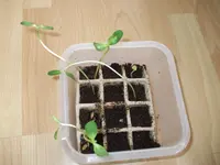 DSCF9045.webp