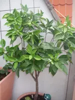 IMGP0174.webp