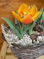 Tulpe.webp