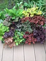 Heuchera.webp