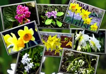 Collage Fruehlingsblumen.webp