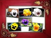 Collage Stiefmuetterchen.webp