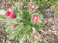 001.webp