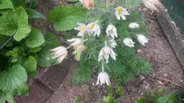 weisse küchenschelle.webp