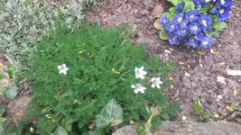 erodium.webp