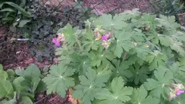 geranium.webp