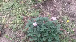 mini gernaium.webp