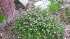teppichphlox (2).webp