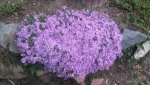 teppichphlox.jpg