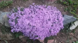 teppichphlox.webp
