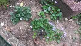veilchen.webp