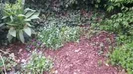veilchen-miniprimel.webp