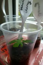 Black Cherry 5.4..webp