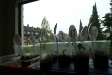 Tomaten ges. 5.4..webp
