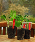 Zucchini vor dem Umtopfen_500.webp