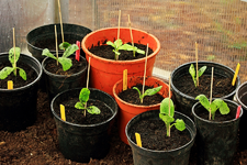 Zucchini umgetopft und Umzug ins GWH_900.webp