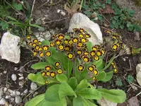 HPIM0349.webp