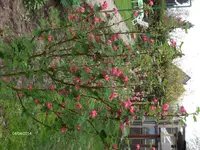 HPIM0353.webp