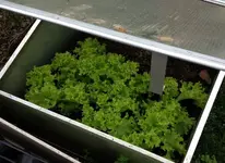 Salat.webp