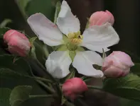 Apfelbluete 140405.webp
