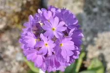DSC_1466.webp
