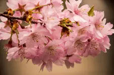 EGA 1568.webp