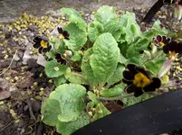 DSCF3885.webp