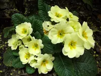 DSCF3887.webp