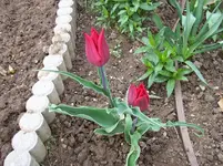 Tulpen 9.webp