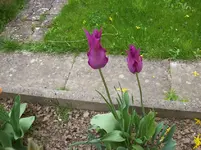 Tulpen 8.webp