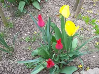Tulpen 7.webp