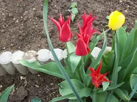 Tulpen 6.webp