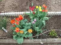 Tulpen 5.webp