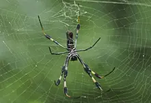 Spinne.webp