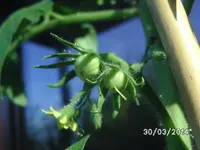 Tomaten.webp