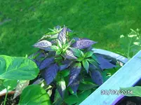 Royale Black.webp